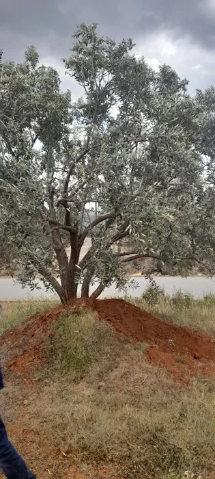 Je suis un professionnel de la taille des arbres fruitiers, 