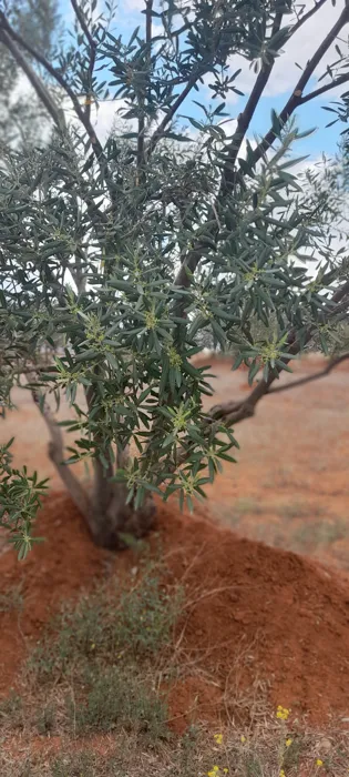 Je suis un professionnel de la taille des arbres fruitiers, 