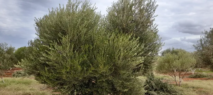 Je suis un professionnel de la taille des arbres fruitiers, 