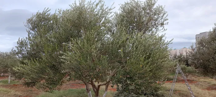 Je suis un professionnel de la taille des arbres fruitiers, 