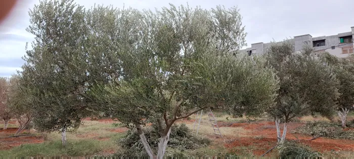 Je suis un professionnel de la taille des arbres fruitiers, 