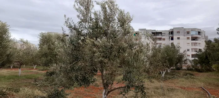 Je suis un professionnel de la taille des arbres fruitiers, 