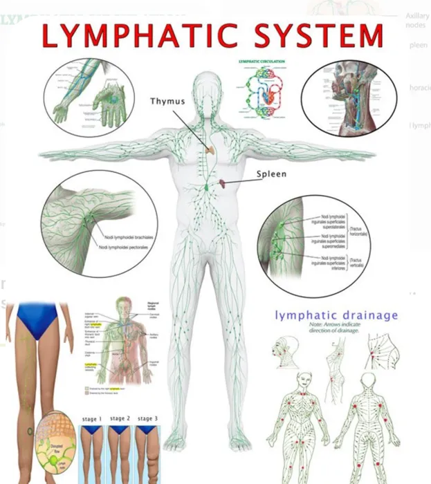 Je suis praticienne en hijama et massage lymphatique فوطة نا