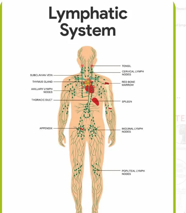 Je suis praticienne en hijama et massage lymphatique فوطة نا