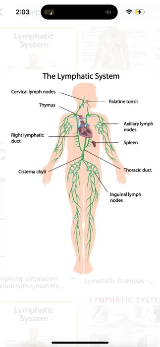 Je suis praticienne en hijama et massage lymphatique فوطة نا