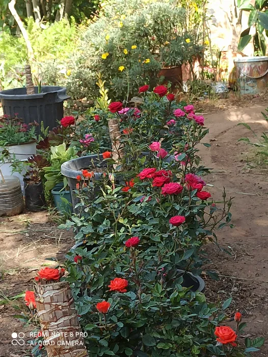 On est spécialisée dans le jardinage et l'entretien des jard