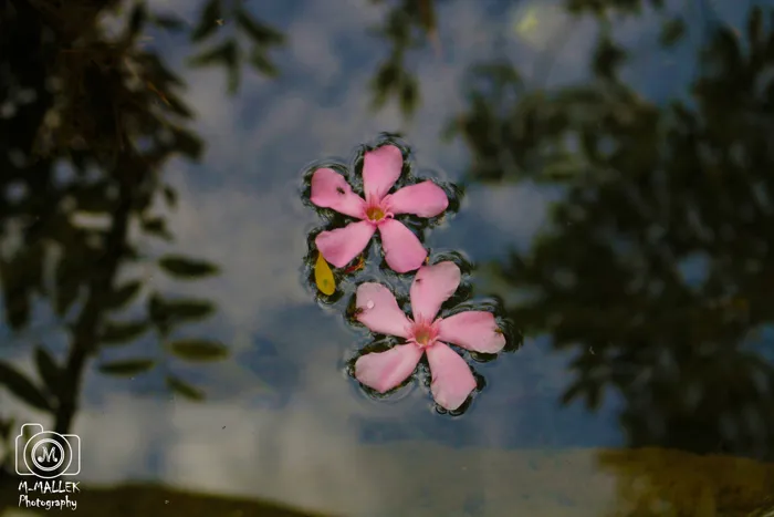 la photographie est un de mes organes externes reliés avec m