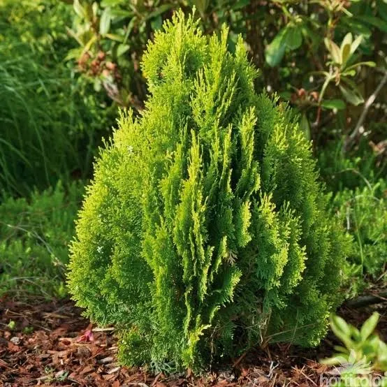 Je suis un jardinier paysagiste sérieux avec un deplom du ja