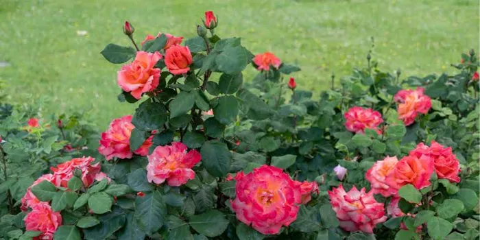 Je suis un jardinier paysagiste sérieux avec un deplom du ja